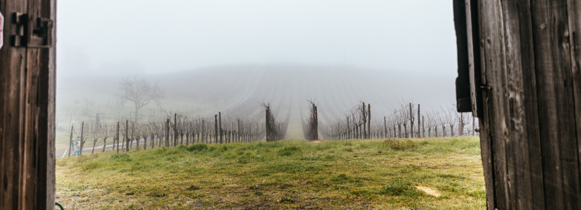 Maggy Hawk Vineyard